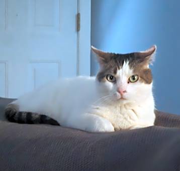 Photo of Snowflake