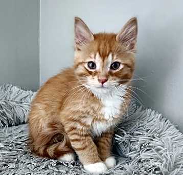 Photo of Walter