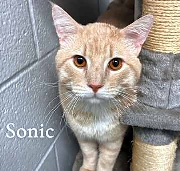 Photo of Sonic