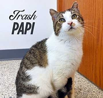 Photo of Trash Papi