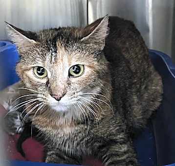 Photo of BARN CAT CAL