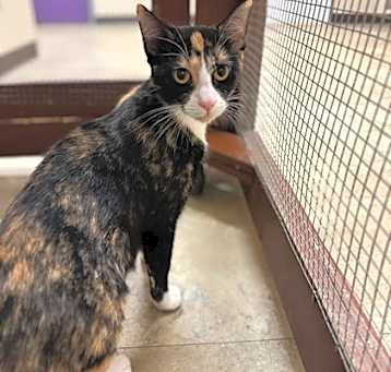 Photo of Ember