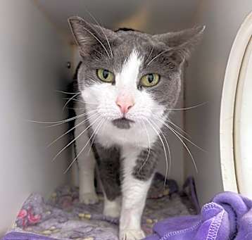 Photo of Annabel (Bonded with Angel)