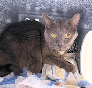 Photo of KITTY