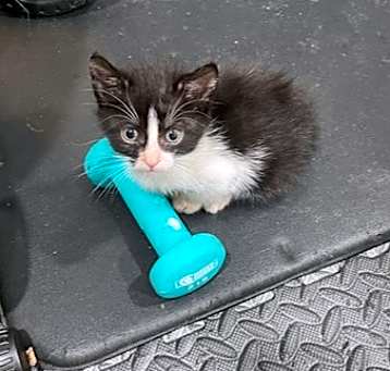 Photo of Wren (The Warriors Litter)
