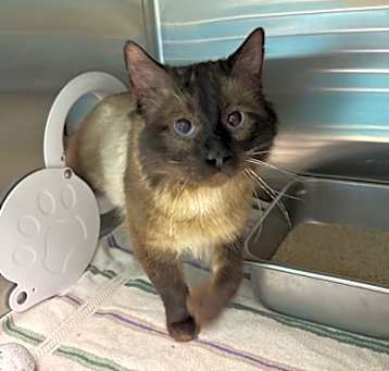 Photo of Firecracker