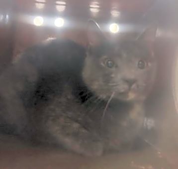 Photo of TNR 4200 Amy Dr