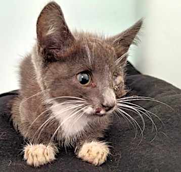 Photo of Poncho