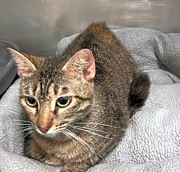 Photo of Neela