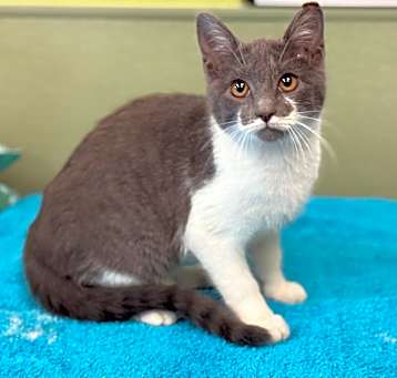 Photo of TUX