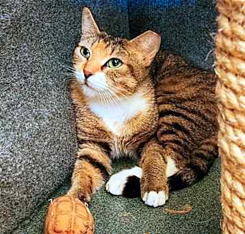 Photo of Chutney