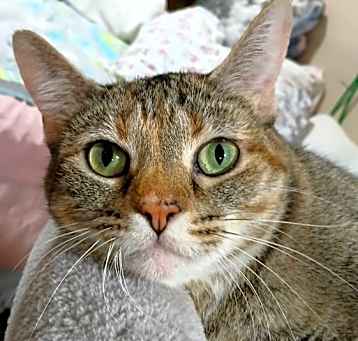Photo of Clove