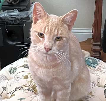 Photo of Georgie