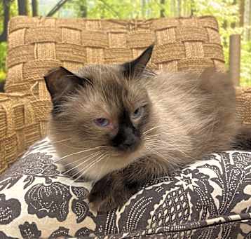 Photo of BonBon