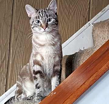 Photo of SCOUT