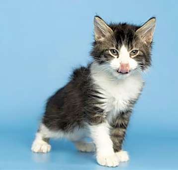 Photo of SPUNKY