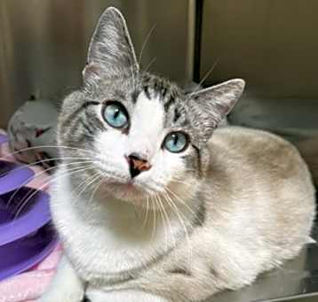 Photo of Kovu