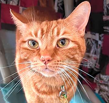 Photo of Sheldon