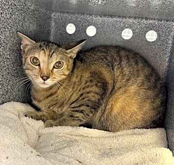 Photo of Adaline