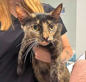 Photo of Agnus