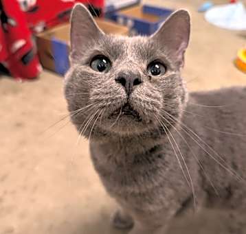 Photo of Pita