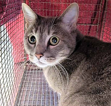 Photo of Smokey