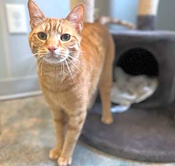Photo of Peanut