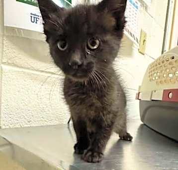 Photo of Nyx