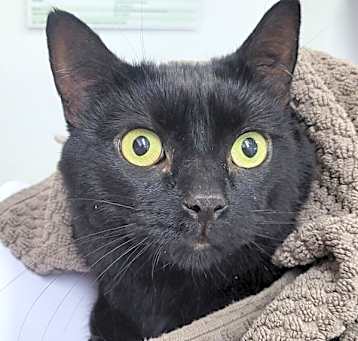 Photo of Jellybean