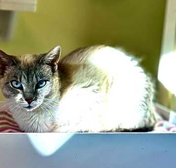 Photo of Angelica
