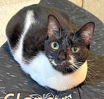 Photo of Clancy