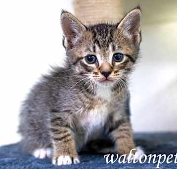 Photo of Tuffel #19063
