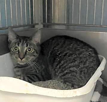 Photo of Echo