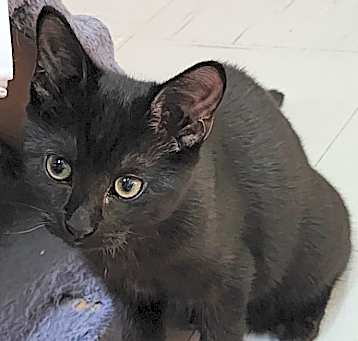 Photo of Smudge
