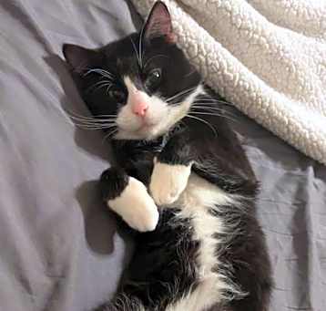 Photo of Maverick