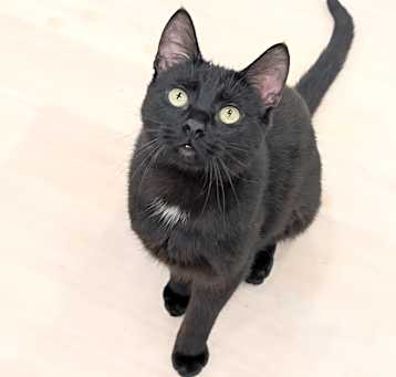 Photo of Timpini