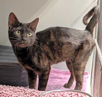 Photo of Clover