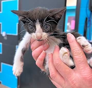 Photo of Miss Tux