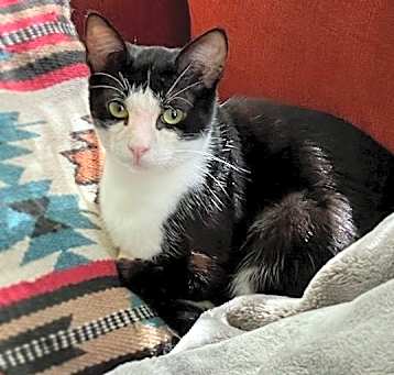 Photo of Cilantro