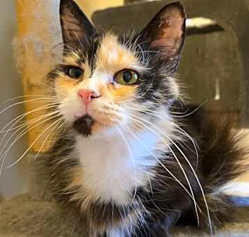 Photo of Clover
