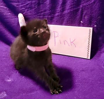 Photo of Pink