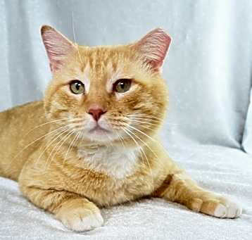 Photo of Mufasa