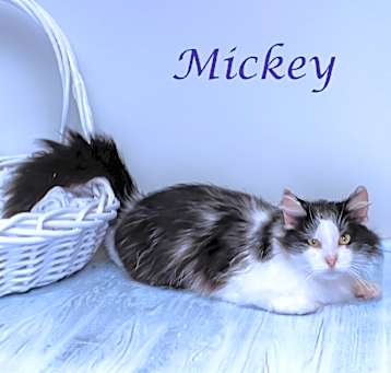 Photo of Mickey C25-135