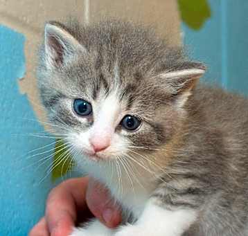 Photo of Loki