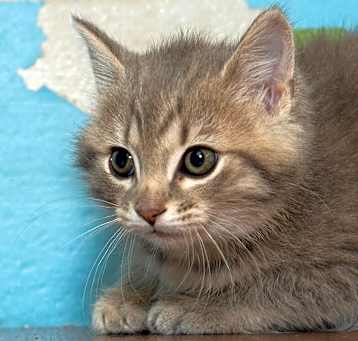 Photo of Stella