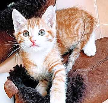Photo of Tangelo