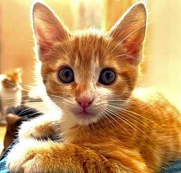 Photo of Mandarin