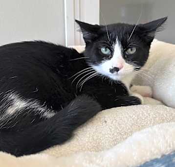 Photo of Smudge