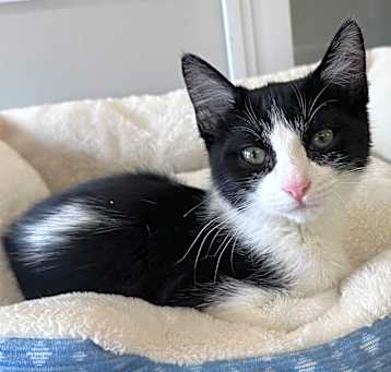 Photo of Smidgeon