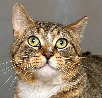 Photo of Benson